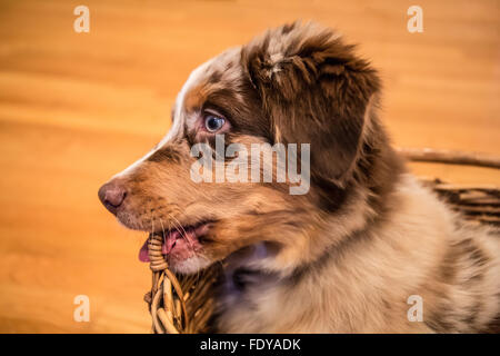 Vier Monate alten Welpen in Red Merle Australian Shepherd "Harvest Moon Cimarron Rose" verschmitzt kauen auf seinen Korb Stockfoto