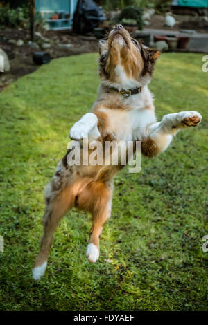 Vier Monate alten Red Merle Australian Shepherd Welpen "Harvest Moon Cimarron Rose" springen vor Freude in Issaquah, Washington, USA. Stockfoto