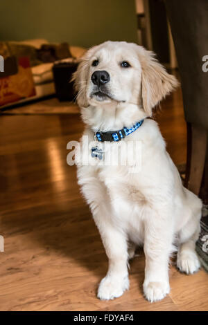 Porträt eines vier Monate alten Golden Retriever Welpen "Murphy" in Issaquah, Washington, USA Stockfoto