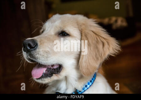 Porträt eines vier Monate alten Golden Retriever Welpen "Murphy" in Issaquah, Washington, USA Stockfoto