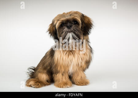 Fünf Monate alte Shih Tzu Welpe "Wilson" in einer sitzenden Pose in Issaquah, Washington, USA Stockfoto