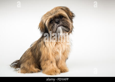 Fünf Monate alte Shih Tzu Welpe "Wilson" in einer sitzenden Pose in Issaquah, Washington, USA Stockfoto