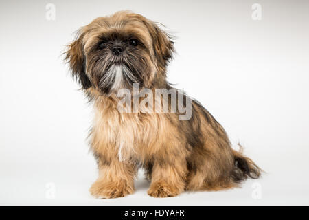 Fünf Monate alte Shih Tzu Welpe "Wilson" in einer sitzenden Pose in Issaquah, Washington, USA Stockfoto