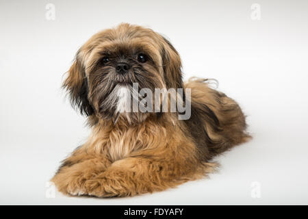 Fünf Monate alte Shih Tzu Welpe "Wilson" in liegender Pose in Issaquah, Washington, USA Stockfoto