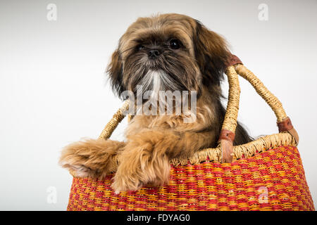 Fünf Monate alte Shih Tzu Welpen 'Wilson' sitzen in einem Korb in Issaquah, Washington, USA Stockfoto
