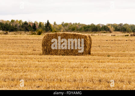 Einzelne gelbe Hay im Herbst in Bauernhof Feld gegen weit entfernte Bäume. Stockfoto