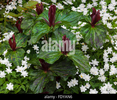 Trillium Sessil umgeben von weißen Anemonen im Frühjahr Stockfoto