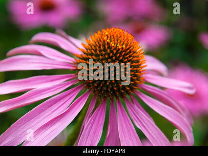 Echinacea Purpurea 'Magnus' - Sonnenhut Stockfoto