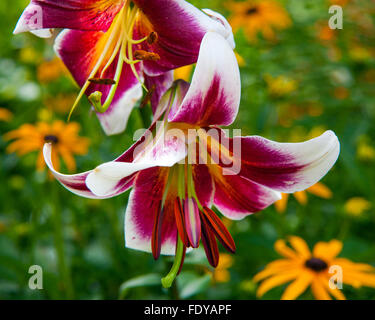 Lilium 'Miss Lily"(orientalische Trompete Lilie) Stockfoto