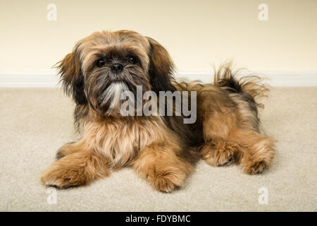 Fünf Monate alte Shih Tzu Welpe "Wilson" in liegender Pose in Issaquah, Washington, USA Stockfoto