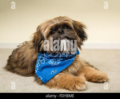 Fünf Monate alte Shih Tzu Welpen 'Wilson' trägt ein Kopftuch in liegender Pose in Issaquah, Washington, USA Stockfoto