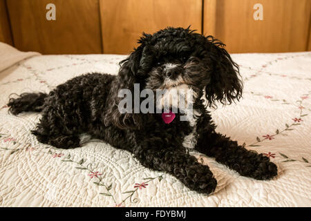 Toy Pudel Welpen "Abby" in Seattle, Washington, USA.  Andere Bezeichnungen für die Rasse sind: Barbone, Caniche, Chien Canne, Französisch P Stockfoto