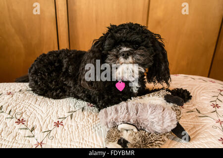 Toy Pudel Welpen "Abby" in Seattle, Washington, USA.  Andere Bezeichnungen für die Rasse sind: Barbone, Caniche, Chien Canne, Französisch P Stockfoto