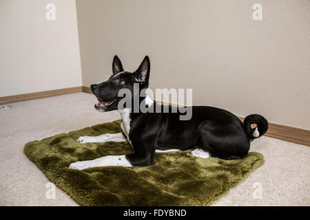 Drei Monate alte Basenji Welpen "Oberon" zurückgelehnt auf seinem Bett in Covington, Washington, USA Stockfoto