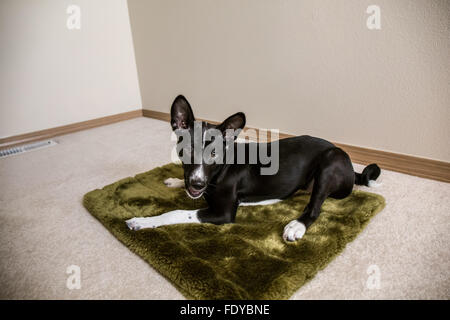 Drei Monate alte Basenji Welpen "Oberon" zurückgelehnt auf seinem Bett in Covington, Washington, USA Stockfoto