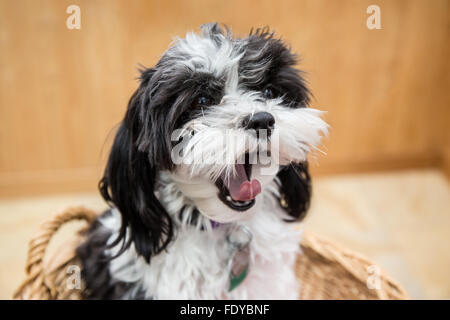 Maltipoo Welpen "Amy" sitzen in einem Korb Gähnen in Seattle, Washington, USA. Stockfoto