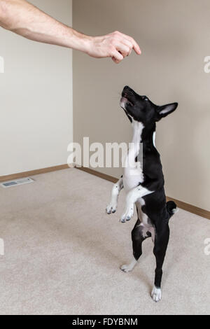 Drei Monate alte Basenji Welpen "Oberon" auf seinen Hinterbeinen aufstehen um eine Behandlung in Covington, Washington, USA Stockfoto