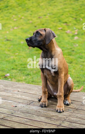Vier Monate alten Rhodesian Ridgeback Welpen, Ted, sitzen auf einem Holzdeck in Issaquah, Washington, USA. Stockfoto