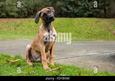 Vier Monate alten Rhodesian Ridgeback Welpen, Ted, draußen zu sitzen, in Issaquah, Washington, USA. Stockfoto