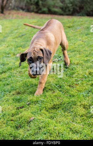 Vier Monate alten Rhodesian Ridgeback Welpen, Ted, gehen im Freien in Issaquah, Washington, USA. Stockfoto