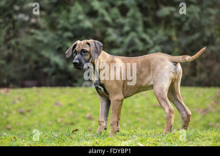 Vier Monate alten Rhodesian Ridgeback Welpen, Ted, draußen in Issaquah, Washington, USA. Stockfoto