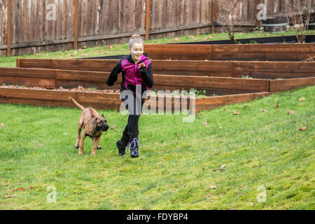 Vier Monate alten Rhodesian Ridgeback Welpen, Ted, jagt ein Zehn Jahres altes Mädchen außerhalb in Issaquah, Washington, USA Stockfoto