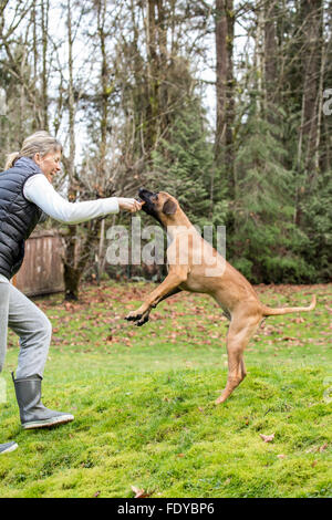 Vier Monate alten Rhodesian Ridgeback Welpen, Ted, sprang man einen Stick von seinem Besitzer in Issaquah, Washington, USA Stockfoto