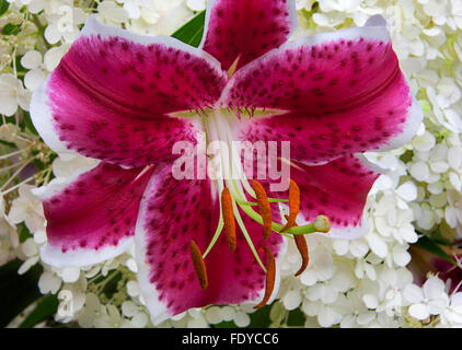 Lilium 'Sterne Gaffer' (orientalische Lilie) mit Hortensie blüht im Hintergrund Stockfoto