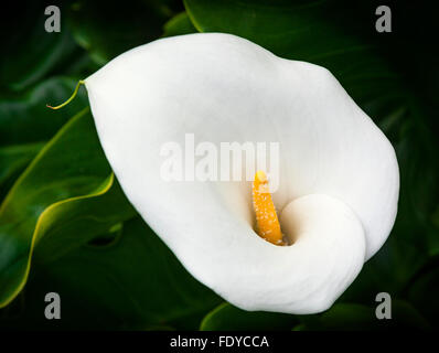 Nahaufnahme von Calla Lily (Zantedeschia Aethiopica) Stockfoto
