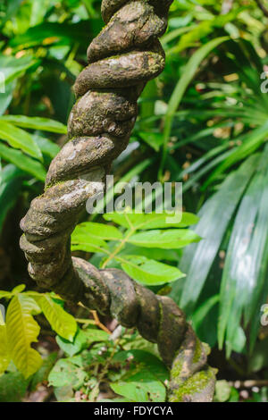 Ayahuasca Rebe, Banisteriopsis Caapi, ist eine traditionelle Dschungel-Medizin, die in den Amazonas von Peru wächst und wie die DNA Spiralen Stockfoto