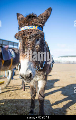 Esel am Strand von Weston-Super-Mare, Somerset, Großbritannien Stockfoto