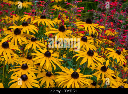 Maury-Vashon Island, WA: Rudbeckia (Sonnenhut) und Wildform 'Coranado rot' (Ysop) Stockfoto