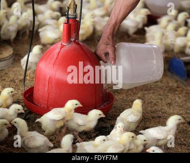 (160203)--TARLAC Provinz, 3. Februar 2016 (Xinhua)--ein Arbeiter Minen Wasser auf ein Huhn-Trinker auf einer Geflügelfarm in der Provinz Tarlac, Philippinen, 3. Februar 2016. Rund 41.000 Hühner im nördlichen Philippinen starb infolge der Newcastle-Krankheit-Virus nach der philippinischen Department of Agriculture. Der philippinischen nationalen Wasser Ressourcen Board (NWRB) gewährleistet die Wasserversorgung in Manila als Philippine Atmospheric geophysikalische und Astronomical Services Administration (PAGASA) hielt seine Prognose, die einen starken El Nino wahrscheinlich erst im zweiten Quartal des Jahres anhalten wird. (Xinhua/Ro Stockfoto