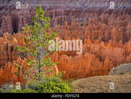 Bryce Canyon Nationalpark, UT: Kleine Kiefer auf den Rand des Bryce Canyon Ampitheater im Abschnitt namens Silent City. Stockfoto