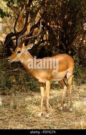 Ein einsamer männlicher Impala (Aepyceros Melampus) steht im afrikanischen Busch Stockfoto