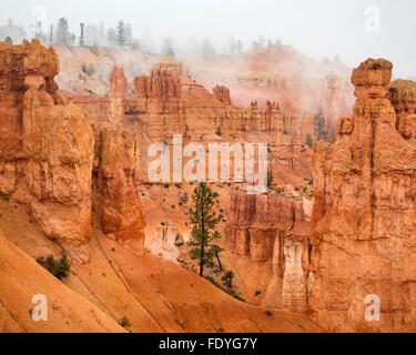 Bryce Canyon Nationalpark, UT: Nebel in den Sandsteinformationen des Bryce Canyon Stockfoto