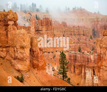 Bryce Canyon Nationalpark, UT: Nebel in den Sandsteinformationen des Bryce Canyon Stockfoto