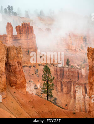 Bryce Canyon Nationalpark, UT: Nebel in den Sandsteinformationen des Bryce Canyon Stockfoto