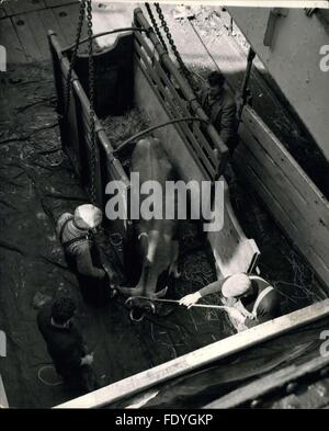 1968 - Jersey Rinder sind berühmt in der ganzen Welt und sind einer der größten Industriezweige der Insel. Hier sind Rinder in einem britischen Eisenbahnen Fort Schifffahrt nach Frankreich für eine Viehschau geladen. Jersey erwartet seine königliche Besucher. Am 25. Juli wird als nächstes eines der belebtesten Männer Herr W.G. Furzer, Hafenmeister von St. Helier, Jersey, für an diesem Tag, der Königin und dem Herzog von Edinburgh Segeln in den Hafen an Bord der royal Yacht Britannia. Seit das 14. Jahrhundert-Trikot ist ein britischer Besitz gewesen, aber es nur 15 Meilen von der französischen Küste ist, hat eine kontinentale Atmosphäre und noch Stockfoto