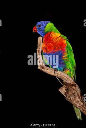 Die Rainbow lorikeet ist eine Pflanzenart aus der Gattung der Papagei in Australien Wissenschaftlicher Name: trichoglossus Moluccanus Klasse: Aves Familie: Psittaculidae Stockfoto