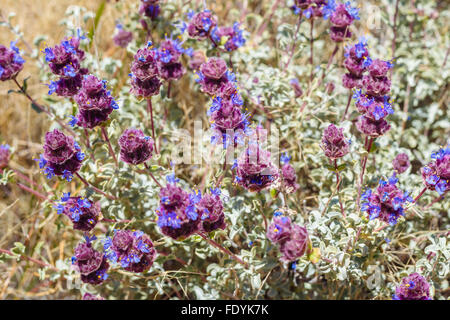 Blauer Salbei (Salvia Dorrii) wächst in der Nähe von Teutonia Peak in Mojave National Preserve, Kalifornien Stockfoto