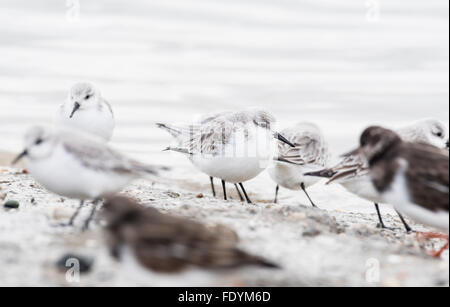 Sanderling, Teil eine große Herde von 50 am Leigh on Sea, Essex Stockfoto