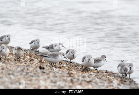 Sanderlinge, Teil eine große Herde von 50 am Leigh on Sea, Essex Stockfoto