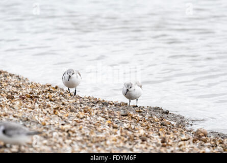 Zwei Sanderlinge, Teil eine große Herde von 50 am Leigh on Sea, Essex Stockfoto