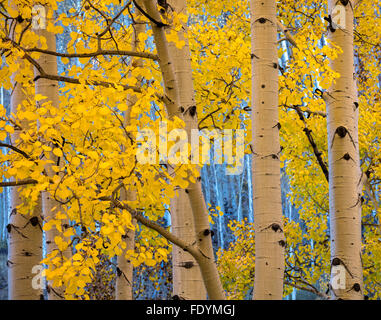 Boulder Mountain, Dixie National Forest, Utah: Aspen Grove im Herbst Stockfoto