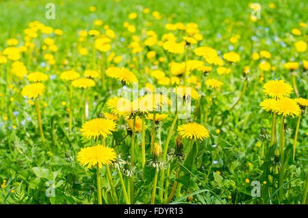 Bereich der Erblüh Löwenzahn, Frühling Hintergrund Stockfoto