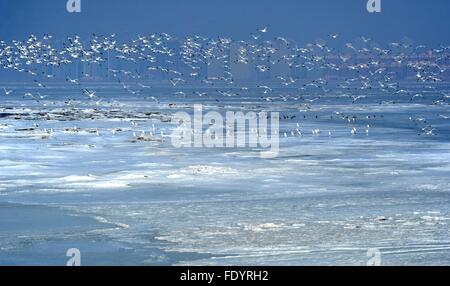 Dalian, China Liaoning Provinz. 3. Februar 2016. Vögel fliegen über der Jinzhou Bucht von Eis in Dalian, Nordost-China Liaoning Provinz, 3. Februar 2016 bedeckt. Bildnachweis: Liu Wenzheng/Xinhua/Alamy Live-Nachrichten Stockfoto