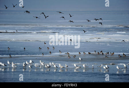 Dalian, China Liaoning Provinz. 3. Februar 2016. Vögel fliegen über der Jinzhou Bucht von Eis in Dalian, Nordost-China Liaoning Provinz, 3. Februar 2016 bedeckt. Bildnachweis: Liu Wenzheng/Xinhua/Alamy Live-Nachrichten Stockfoto