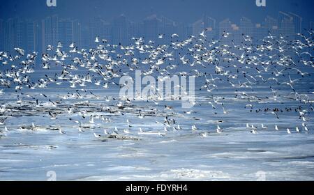 Dalian, China Liaoning Provinz. 3. Februar 2016. Vögel fliegen über der Jinzhou Bucht von Eis in Dalian, Nordost-China Liaoning Provinz, 3. Februar 2016 bedeckt. Bildnachweis: Liu Wenzheng/Xinhua/Alamy Live-Nachrichten Stockfoto