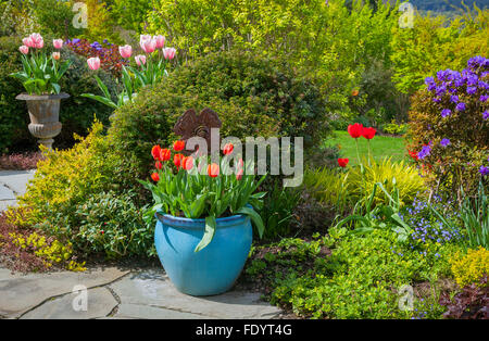 Maury-Vashon Island, WA: Steinplatten Terrasse mit bunten Töpfe mit Tulpen, die durch mehrjährige Beete eingefasst. Stockfoto